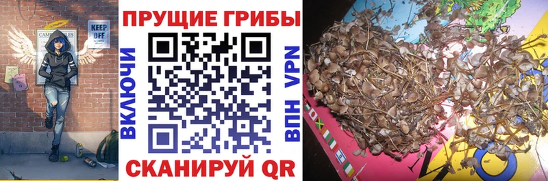 Псилоцибиновые грибы MAGIC MUSHROOMS  Купить где  Озёрск 